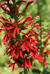 Bogs & Moist Areas copyright � almostedenplants.com
